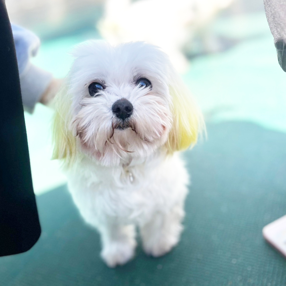生徒が撮影したモデル犬の写真①